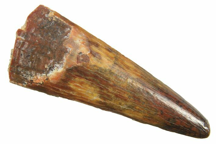 Fossil Pterosaur (Siroccopteryx) Tooth - Morocco #298574